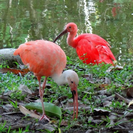 Photo (4): Scarlet Ibis