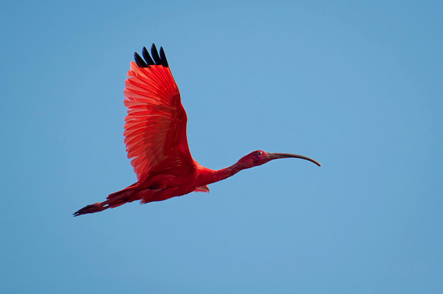 Photo (12): Scarlet Ibis