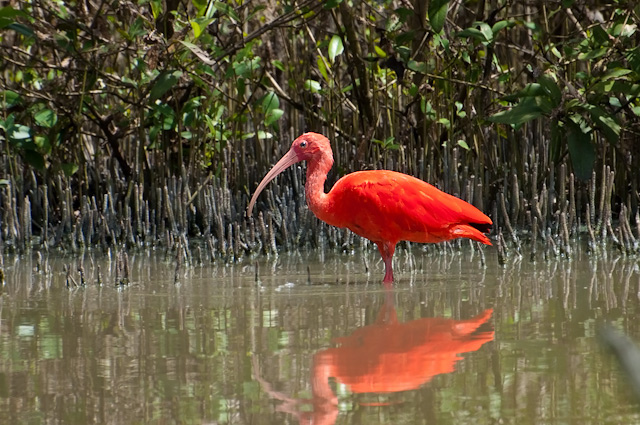 Photo (10): Scarlet Ibis