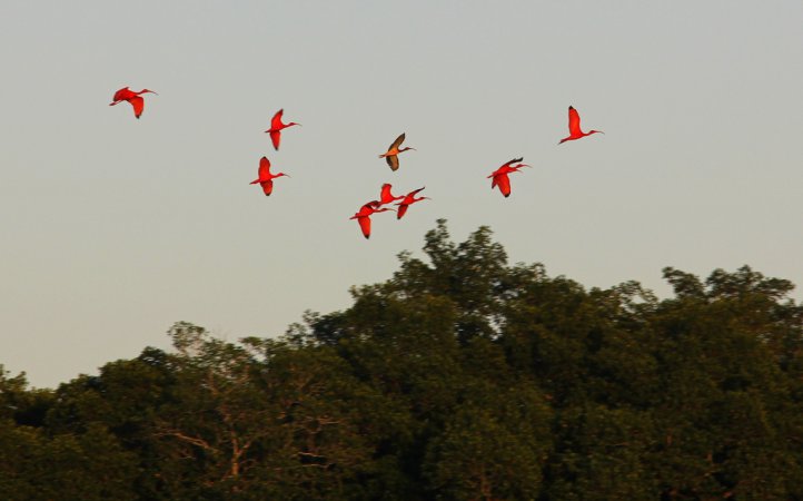 Photo (11): Scarlet Ibis
