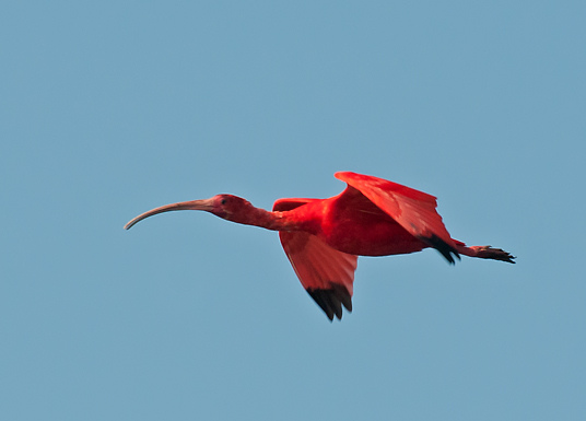 Photo (2): Scarlet Ibis