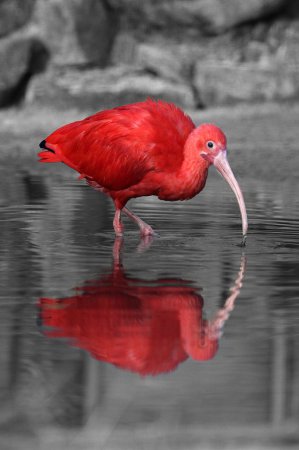 Photo (1): Scarlet Ibis