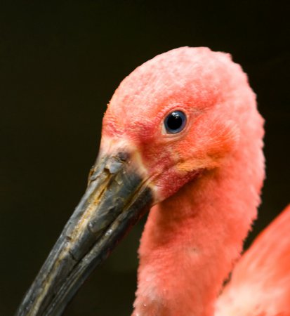Photo (14): Scarlet Ibis