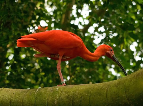 Photo (6): Scarlet Ibis