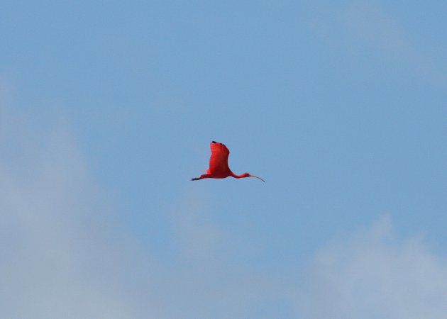 Photo (7): Scarlet Ibis