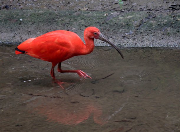 Photo (5): Scarlet Ibis
