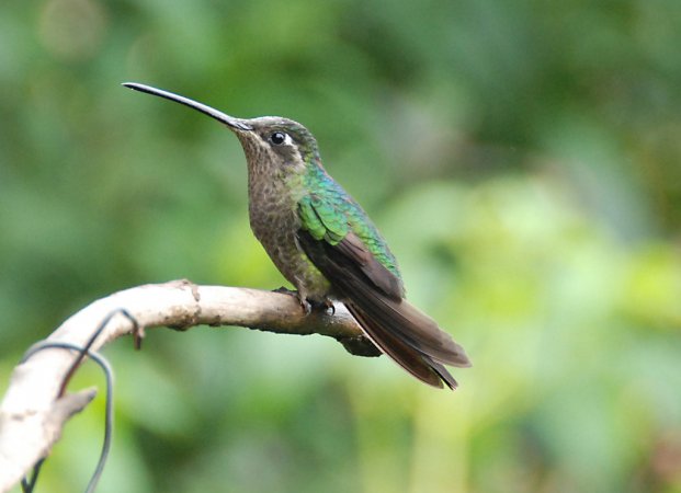 Photo (20): Magnificent Hummingbird