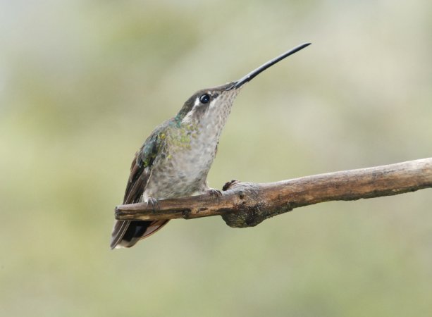 Photo (4): Magnificent Hummingbird