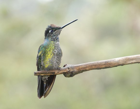 Photo (19): Magnificent Hummingbird