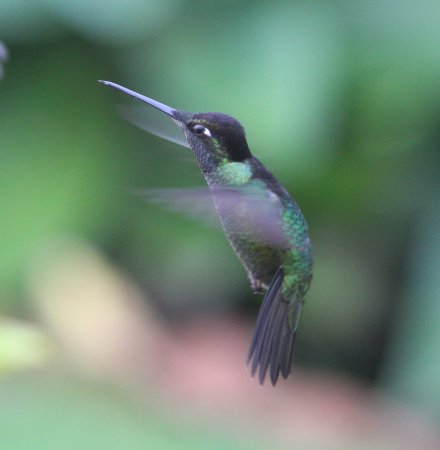 Photo (10): Magnificent Hummingbird