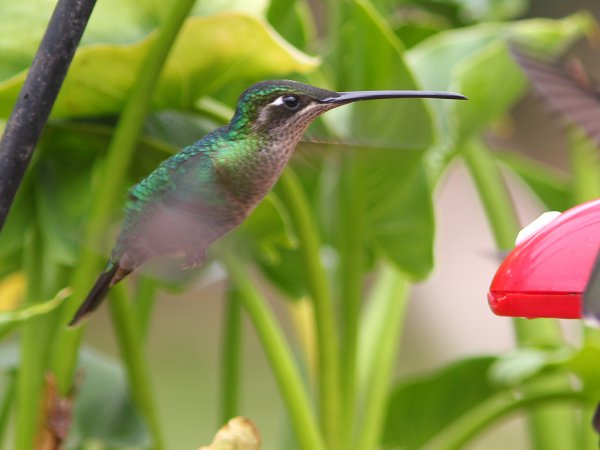 Photo (2): Magnificent Hummingbird