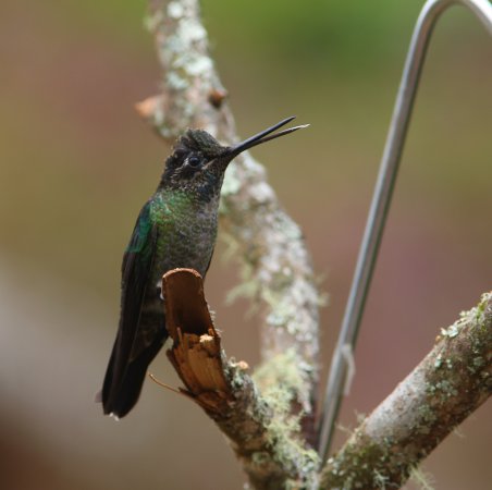 Photo (21): Magnificent Hummingbird