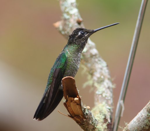Photo (17): Magnificent Hummingbird