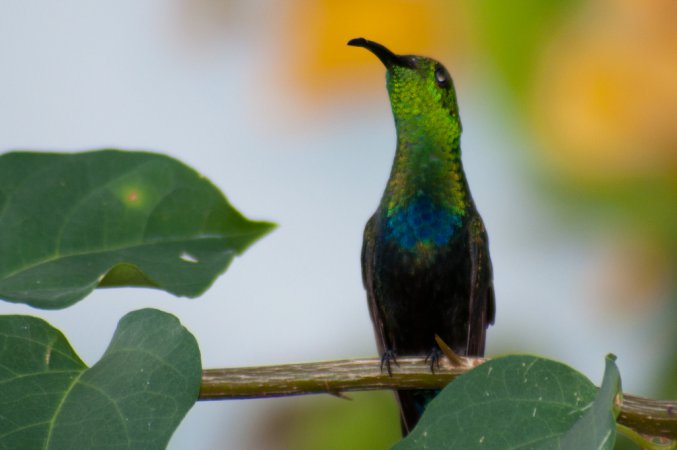 Photo (1): Green-throated Carib