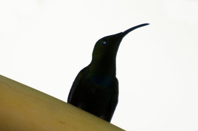 Photo (3): Green-throated Carib