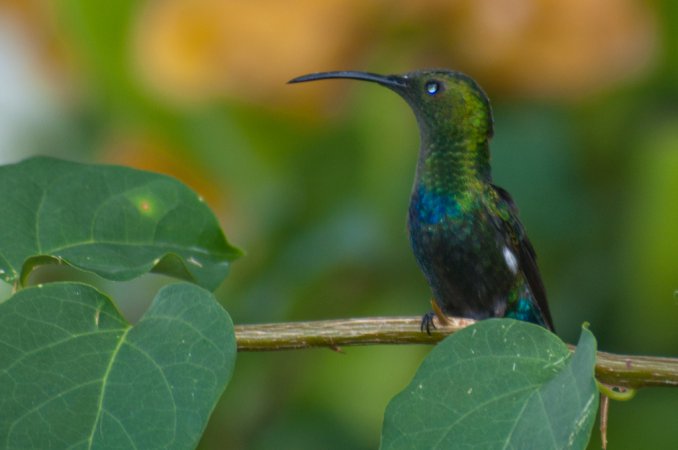 Photo (2): Green-throated Carib