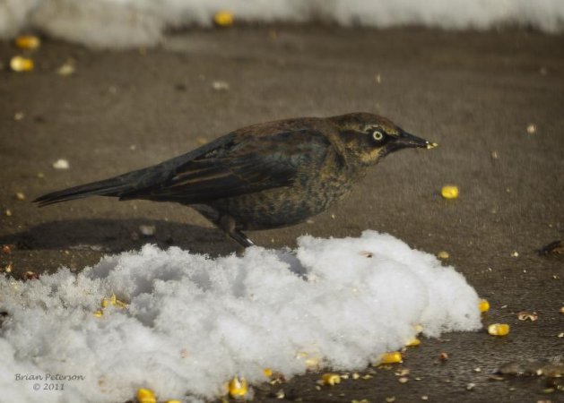 Photo (14): Rusty Blackbird