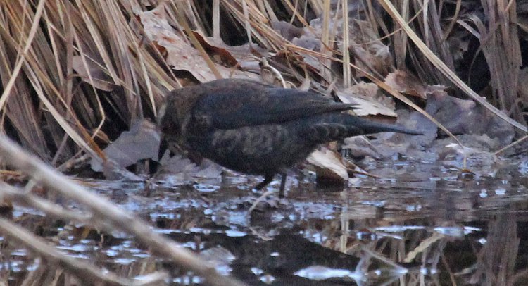 Photo (16): Rusty Blackbird
