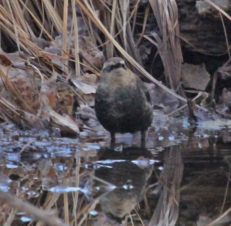 Photo (15): Rusty Blackbird