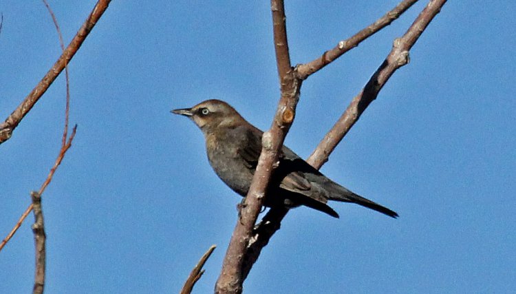 Photo (9): Rusty Blackbird