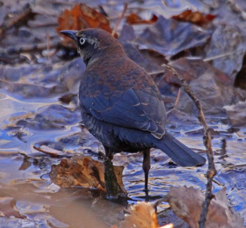 Photo (13): Rusty Blackbird