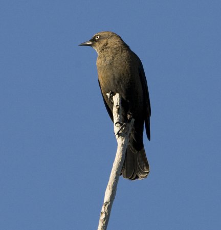 Photo (17): Rusty Blackbird