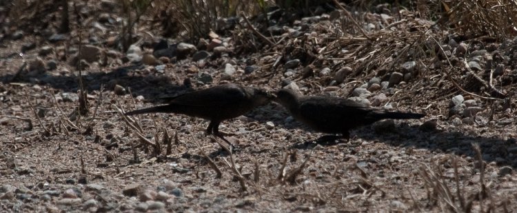 Photo (21): Brewer's Blackbird