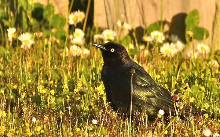Photo (11): Brewer's Blackbird