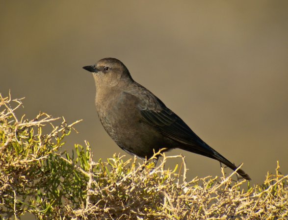 Photo (2): Brewer's Blackbird