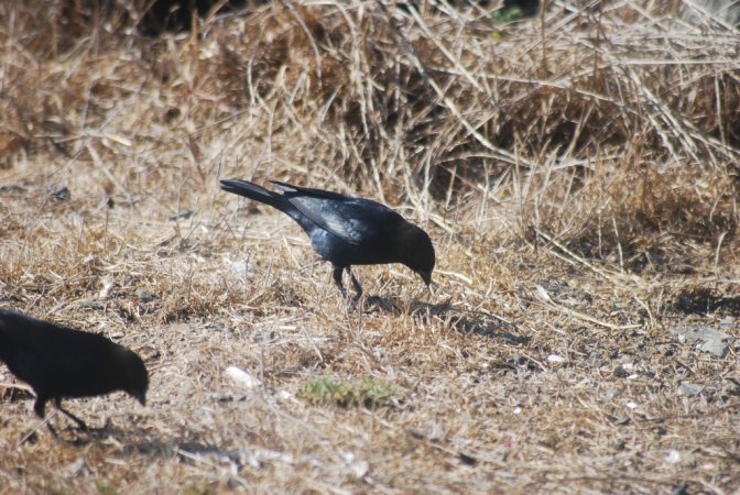 Photo (14): Brewer's Blackbird