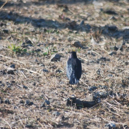 Photo (16): Brewer's Blackbird