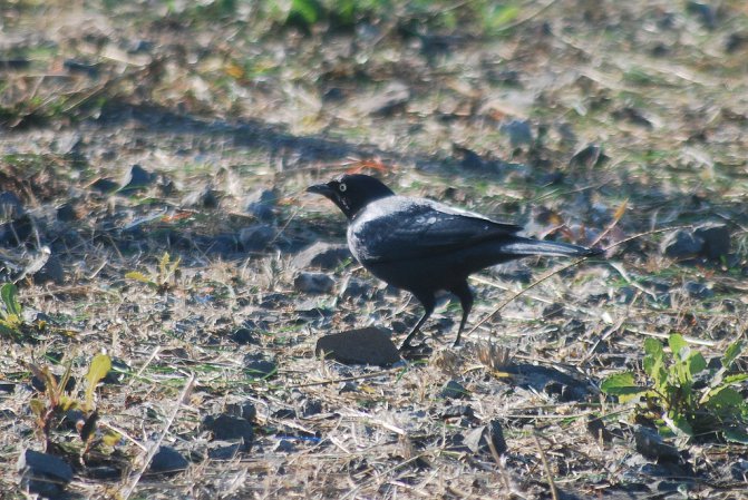 Photo (19): Brewer's Blackbird