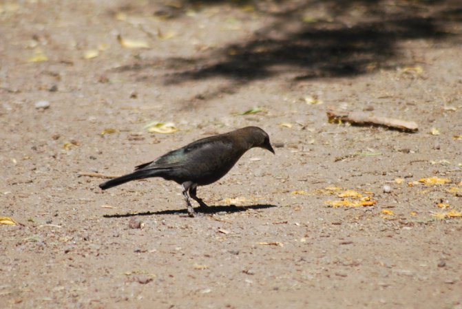 Photo (15): Brewer's Blackbird