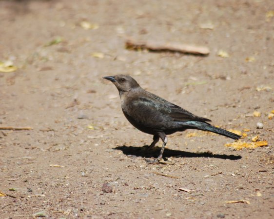 Photo (6): Brewer's Blackbird