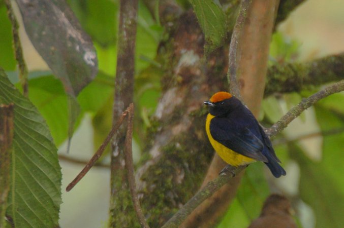 Photo (1): Tawny-capped Euphonia