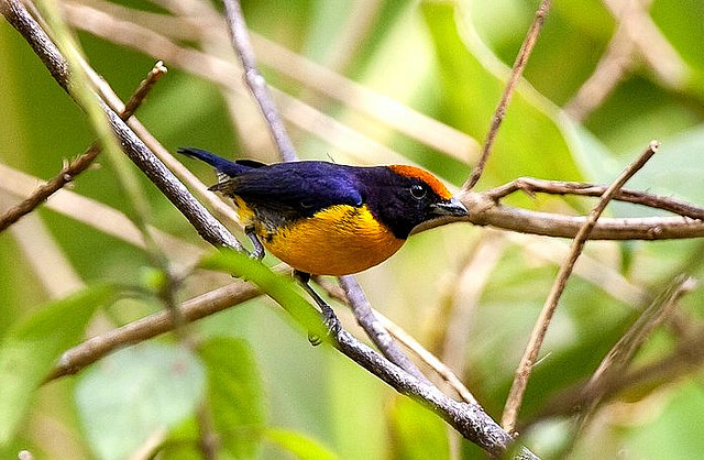 Photo (3): Tawny-capped Euphonia