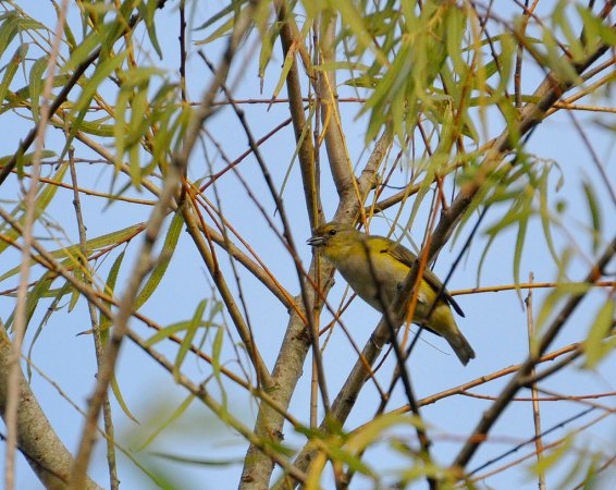 Photo (1): Purple-throated Euphonia