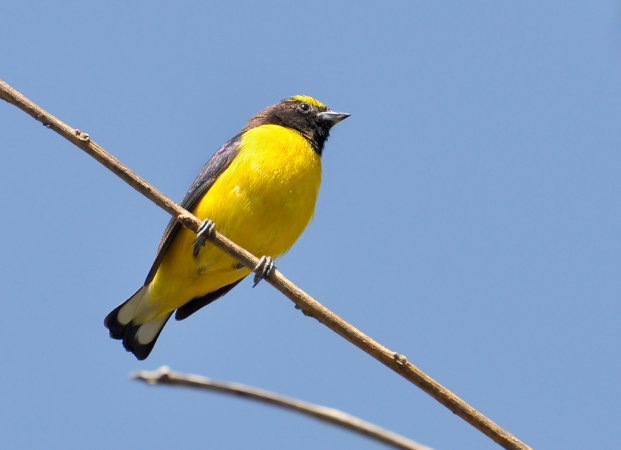 Photo (20): Purple-throated Euphonia