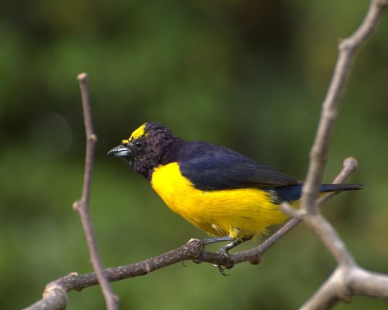 Photo (9): Purple-throated Euphonia