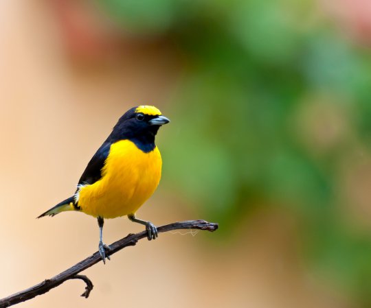 Photo (12): Purple-throated Euphonia