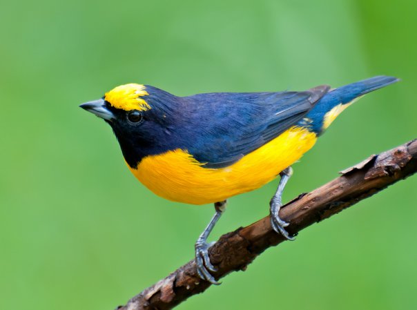 Photo (4): Purple-throated Euphonia