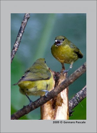 Photo (13): Purple-throated Euphonia