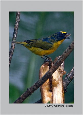 Photo (6): Purple-throated Euphonia