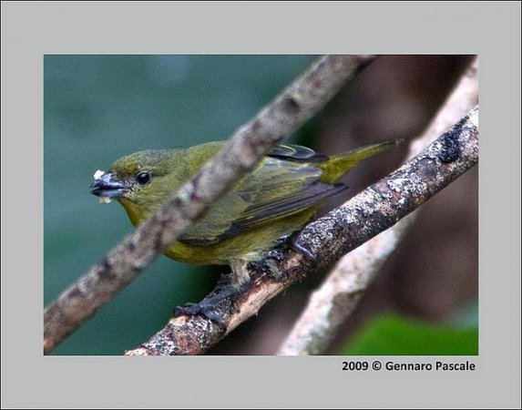 Photo (18): Purple-throated Euphonia