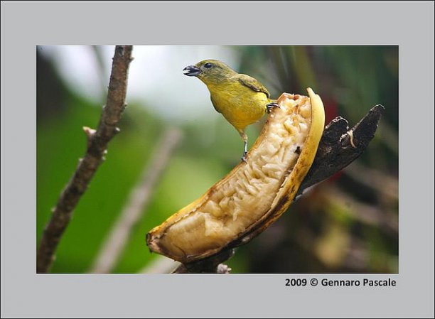 Photo (17): Purple-throated Euphonia