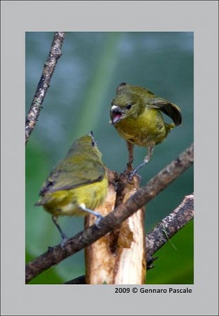 Photo (2): Purple-throated Euphonia
