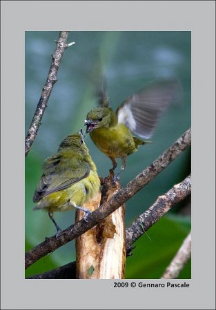 Photo (7): Purple-throated Euphonia
