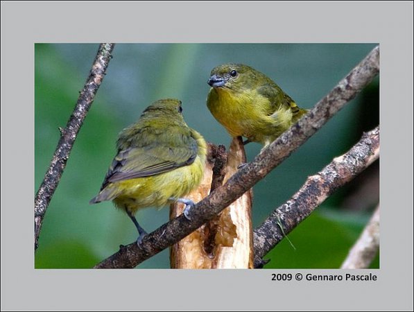 Photo (14): Purple-throated Euphonia
