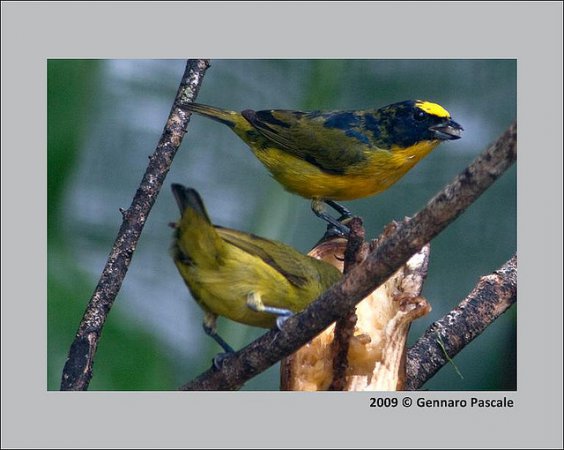 Photo (5): Purple-throated Euphonia
