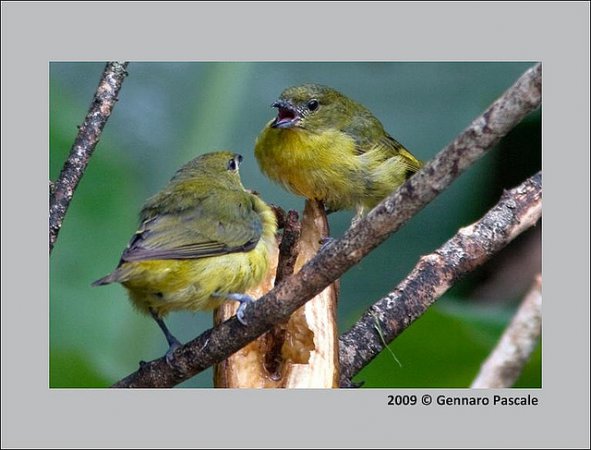 Photo (15): Purple-throated Euphonia